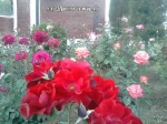 Imrankhan439 Flowers9